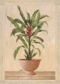 Trucos para riego de plantas planta, plantas, riegar plantas